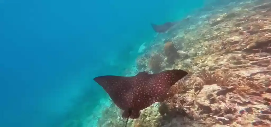 Snorkeling in San Blas: What to Expect