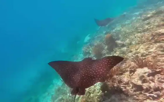 Snorkeling in San Blas: What to Expect