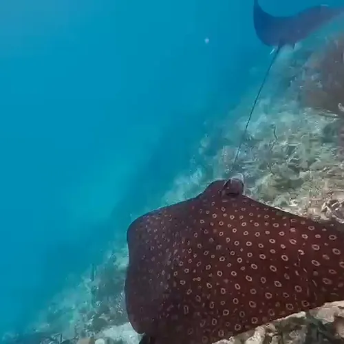 Nuoto e snorkeling 1