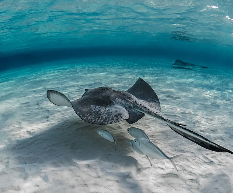 Nuoto e snorkeling — Ikigai Sailing