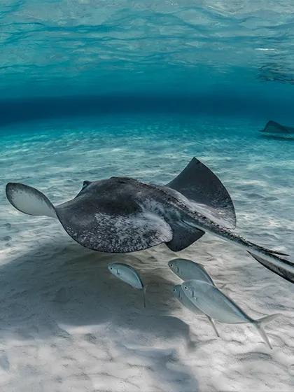 Nuoto e snorkeling