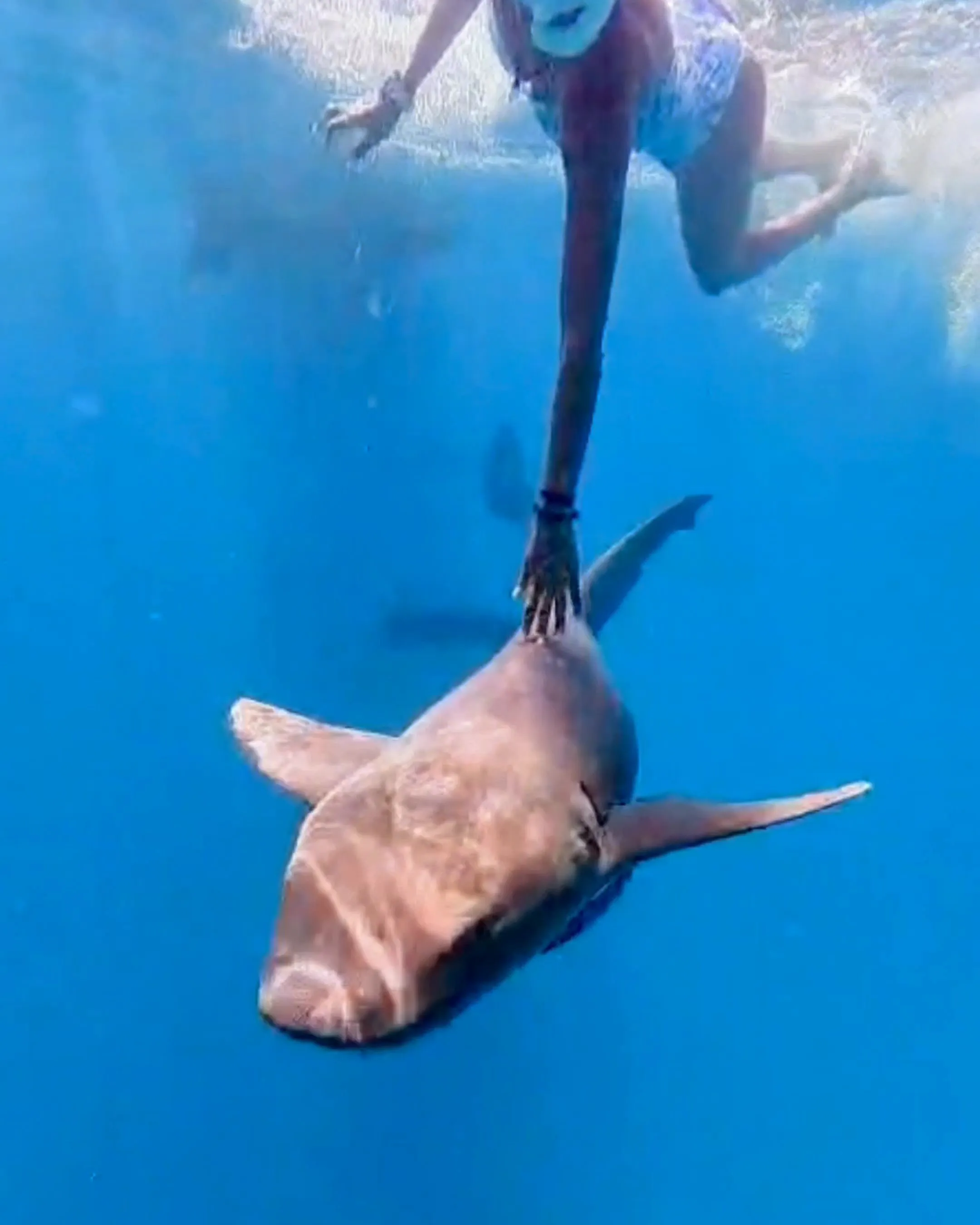 A snorkeler rests a hand on a docile nurse shark gliding through the clear blue shallows of San Blas