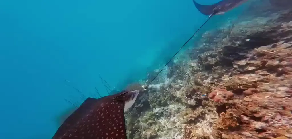 Two spotted eagle rays gliding over a coral reef in the clear water of San Blas
